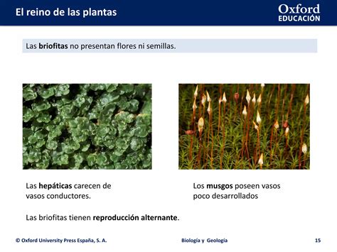 Reino Plantas 1 Eso Ppt