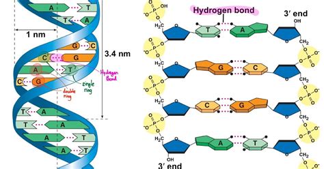 Nucleotides Dna Diagram Labeled Simple