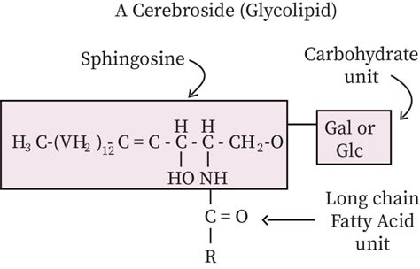 Glycolipid