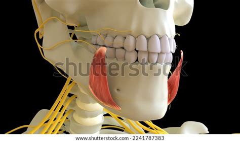 Depressor Anguli Oris Muscle Anatomy Medical Stock Illustration