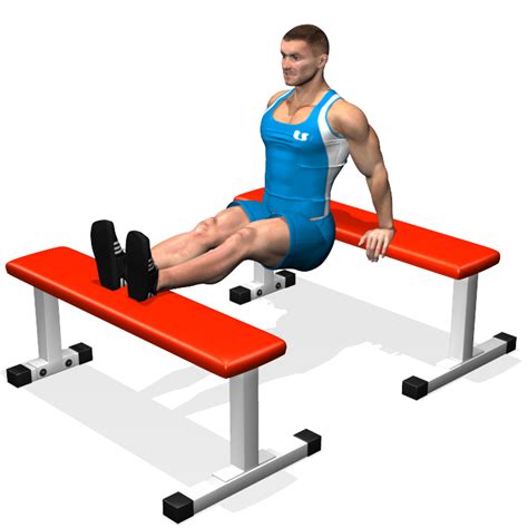 Bench Dips Muscles