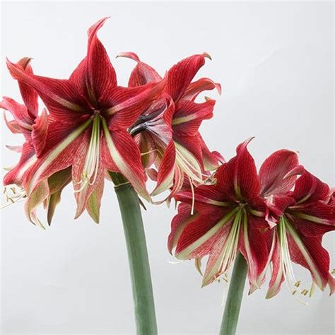 Ruby Star Amaryllis And Caladium Bulb Company