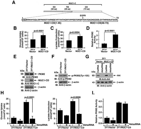 Muc C Cytoplasmic Domain Muc Cd Induced Transformation Of Y Cells