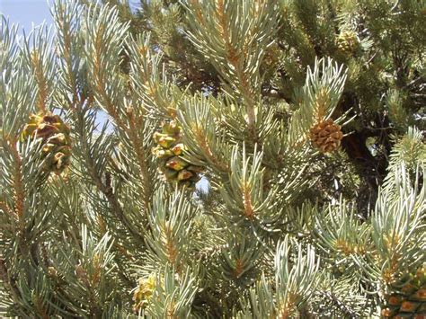 Pinyon Pine A Common Tree In North America