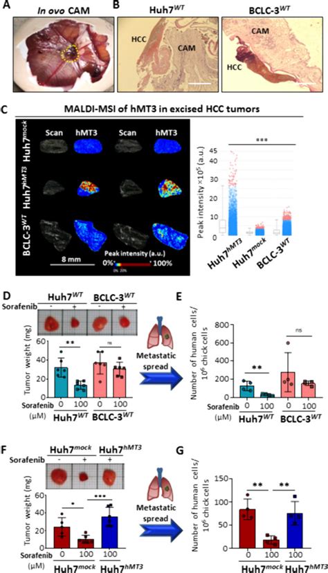 Hcc Cell Line Huh7 | ATCC | Bioz