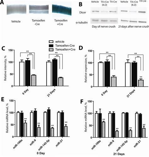 Cre Activation Induces Loss Of Dicer In CAG CreERt Dicer Fl Fl Mice