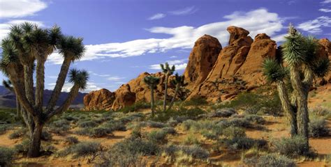 Federal Holidays in Nevada in 2025 | Office Holidays