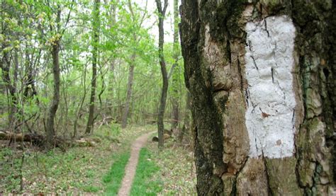 Hiking the Appalachian Trail: A Guide to Thru-Hiking – Greenbelly Meals