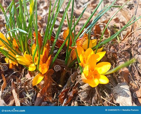 Crocus Flavus Known As Yellow Crocus Dutch Yellow Crocus Or Snow