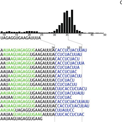 Primer Extension Of Synthetic Rna In The Absence Of Promoter Sequence Download Scientific