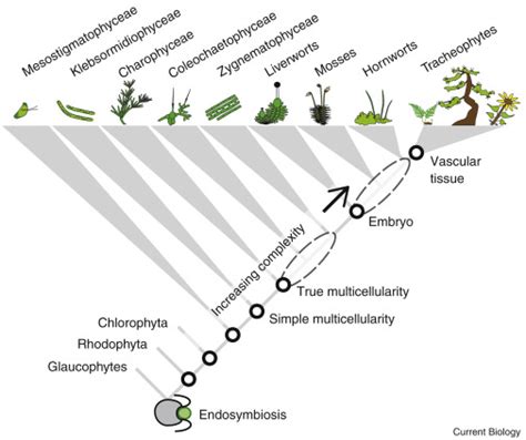 Plant Evolution Evolving Antagonistic Gene Regulatory Networks Current Biology