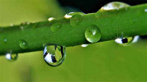 Kostenlose Bild Flora Blatt Natur Regen Tropfen Tau Feuchtigkeit