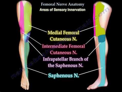 Nerf fémoral Anatomie et Lésions Vidéo Site médical MEDtube fr