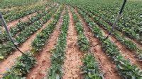 Drip Irrigation Services Drip Irrigation Services Providers In India