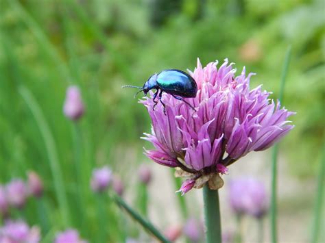 Beetle Leaf Blue - Free photo on Pixabay - Pixabay