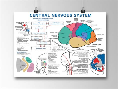 Central Nervous System Anatomy Poster | Etsy