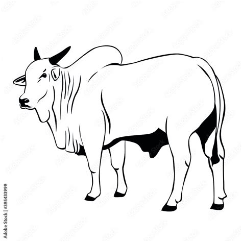 Nelore Cattle Illustration Cow Vector On White Background