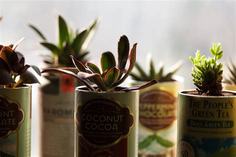 7 Clever Ways To Reuse Containers To Grow Plants HOMESTEAD BROOKLYN