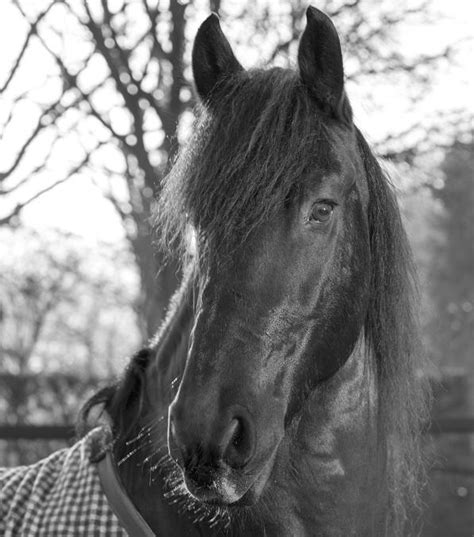 Healthy Horses Msd Animal Health Hub