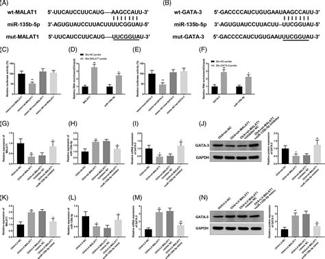 Long Noncoding Rna Malat Promotes Th Differentiation By Regulating