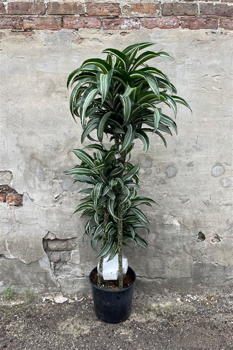 Dracaena Fragrans Jade Jewel 10 Sprout Home