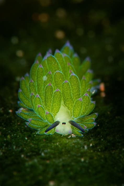 The Epoch Times: FUN PHOTOS: the most adorable sea slug that looks like ...