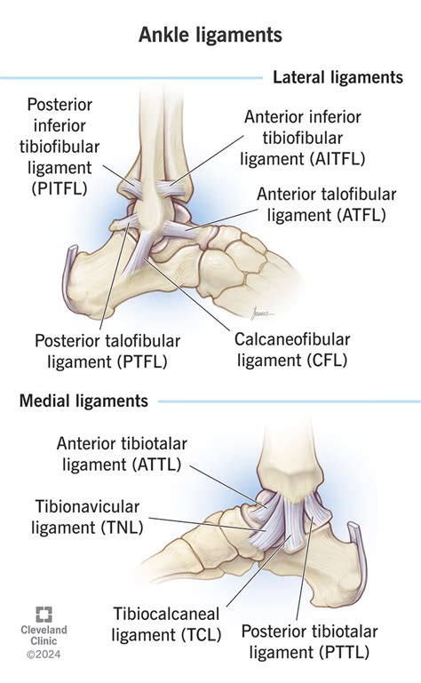 Ankle Ligaments: What They Are, Anatomy & Function 