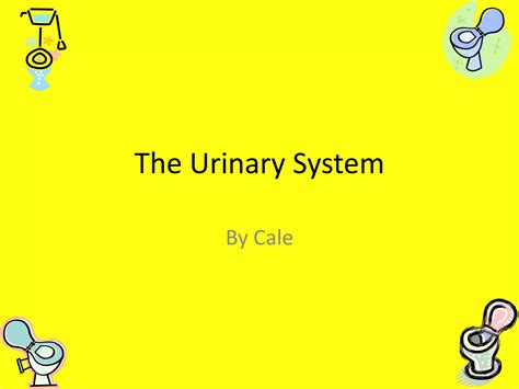 The Urinary System Ppt