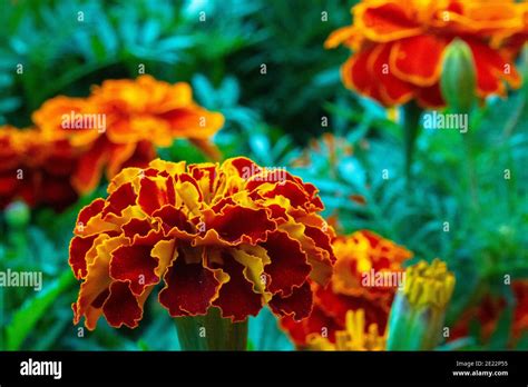 Most Beautiful Marigold Flower Hi Res Stock Photography And Images Alamy