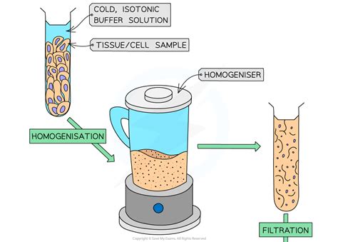 Aqa A Level Biology Cell Fractionation Ultracentrifugation