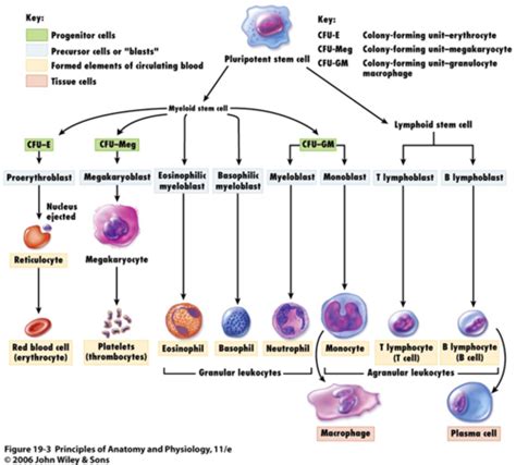 Lecture Biol Haematology Flashcards Quizlet