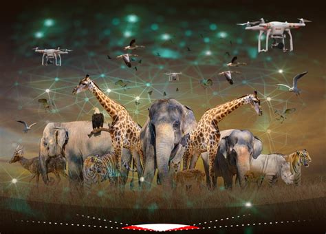 Artificial Intelligence AI For Wildlife Conservation MorungExpress