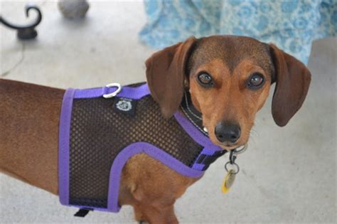 Dachshund Harness Custom-made Dog Harnesses for Small Breed - Etsy