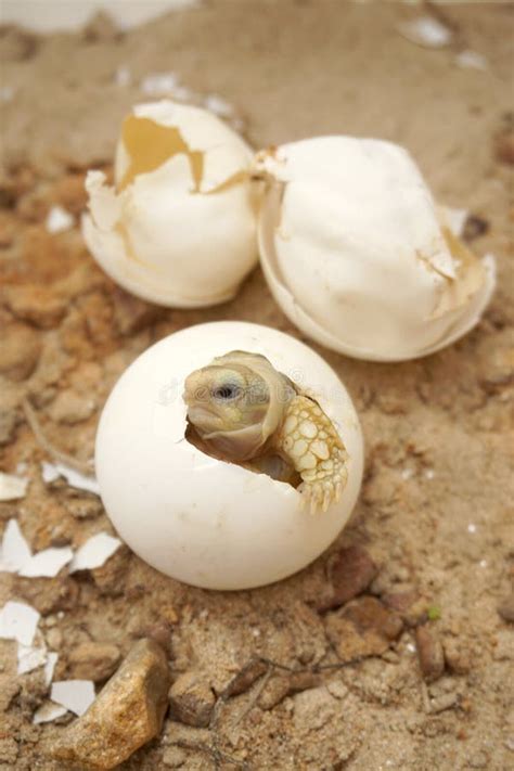 Cute Portrait Of Baby Tortoise Hatching Africa Spurred Tortoise Stock