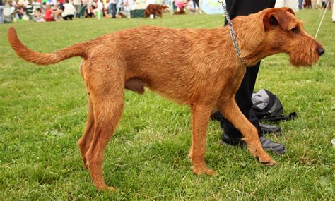 Irish Terrier Pictures Information Temperament Characteristics