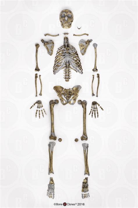 Complete Neanderthal Skeleton