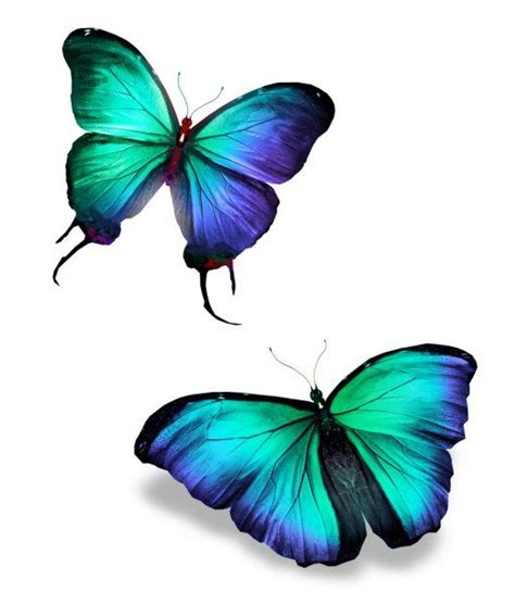 Dos Mariposas De Color Aisladas Sobre Fondo Blanco Concepto De