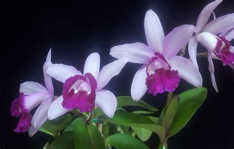 Cattleya Intermedia Flickr