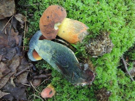 The Bicolor Bolete Identification Foraging And Edibility Mushroom Appreciation