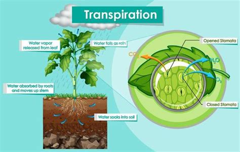 Transpiration Vector Art, Icons, and Graphics for Free Download