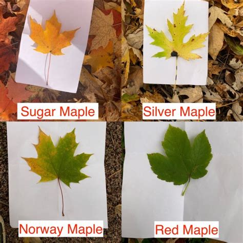 Sugar Maple Leaf Vs Red Maple Leaf