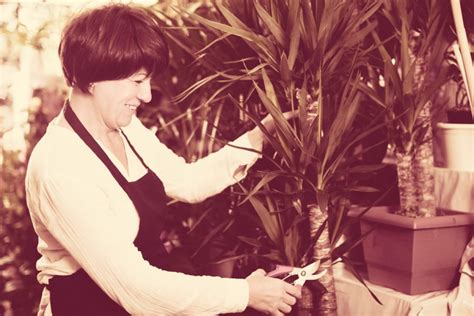 Yucca Palme Schneiden Einfache Anleitung