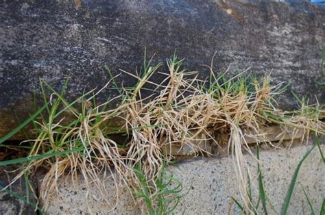 B Kikuyu Grass Growing In Monumental Architecture Source Matthew