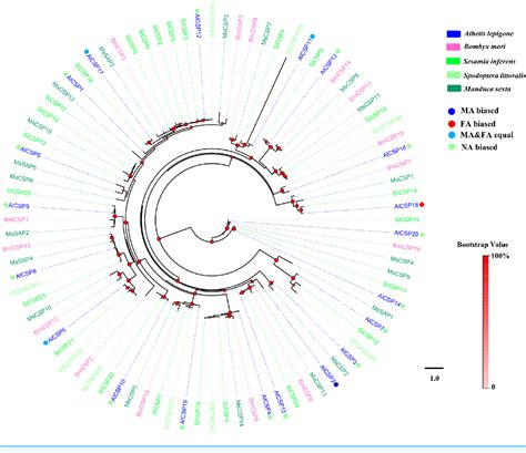 Figure From Molecular Identification And Expression Patterns Of