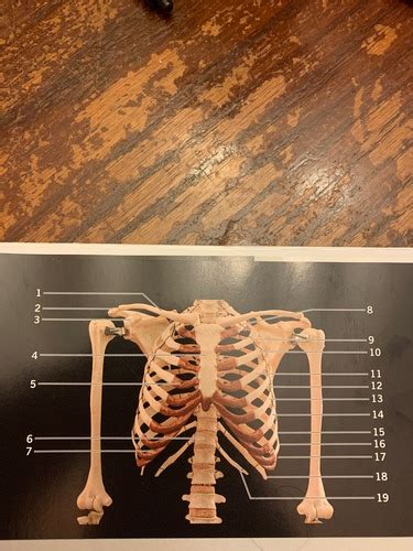 Anatomy Ribs And More Flashcards Quizlet