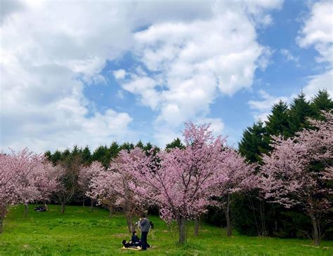 Cherry Blossoms in Northern Japan: Where to see them in Hokkaido ...