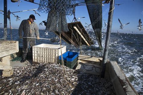 Shrimp fishing - Stock Image - C020/9811 - Science Photo Library