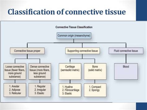 CONNECTIVE TISSUE CLASSIFICATION Diagram | Quizlet