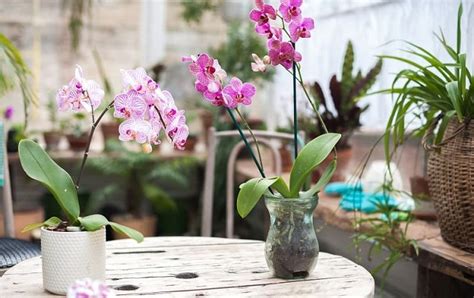 3 Orchid Propagation Techniques - my Garden and Greenhouse