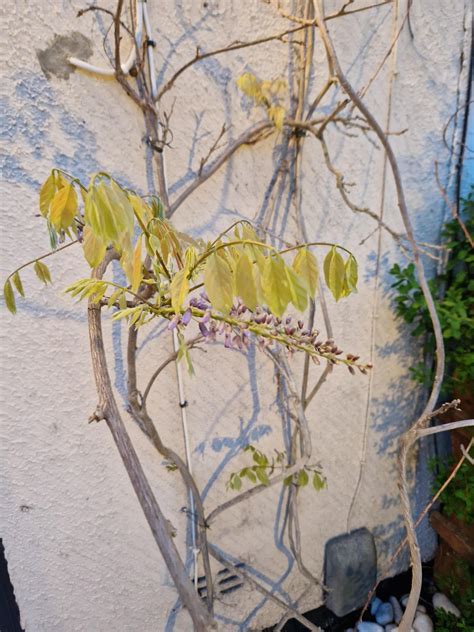is my (5 year old) wisteria dying? It has usually bloomed by now but it